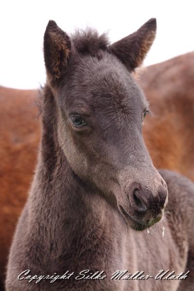 Orson m.JPG - Orson von Heidmoor 2 Wochen alt